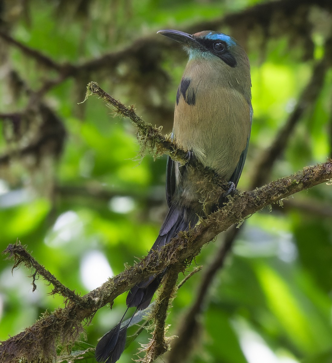 Keel-billed Motmot - ML625683487
