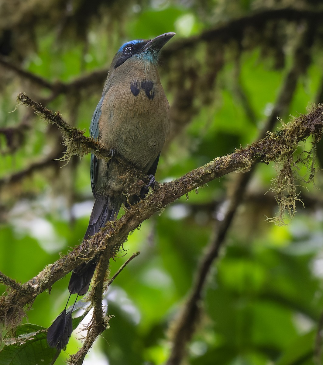 Keel-billed Motmot - ML625683488