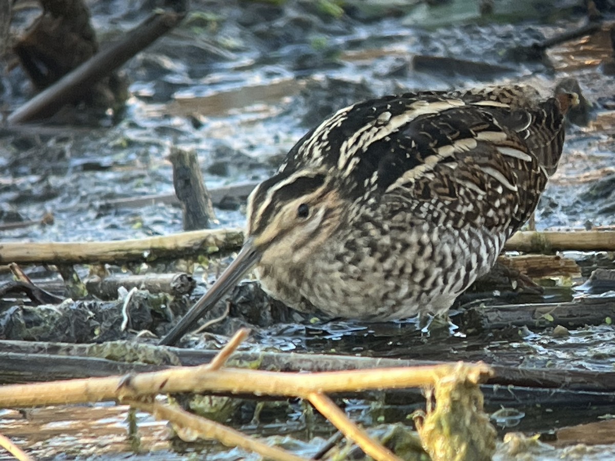 bekasina severoamerická - ML625683613