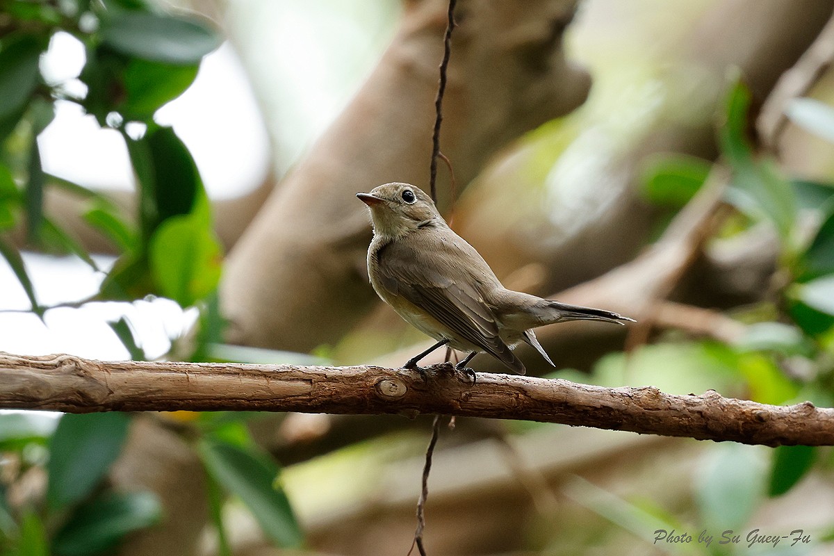 Red-breasted Flycatcher - ML625683675