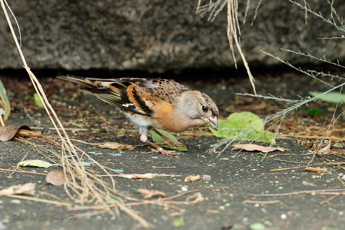 Brambling - ML625683677