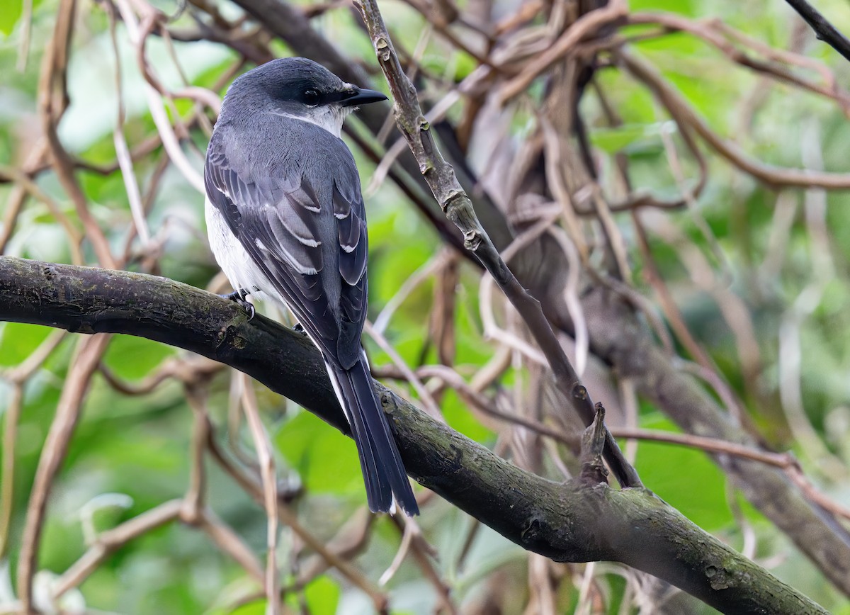 Ashy Minivet - ML625683705