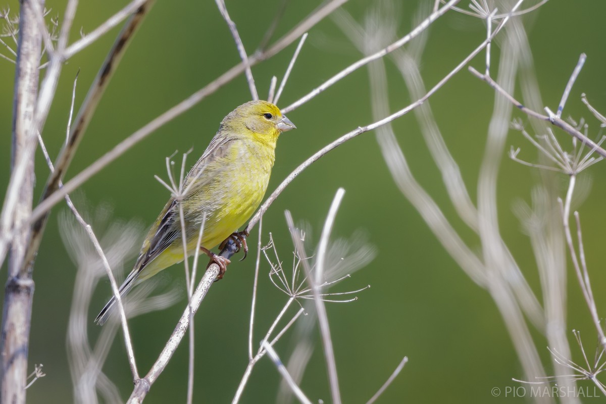 Grassland Yellow-Finch - ML625683712