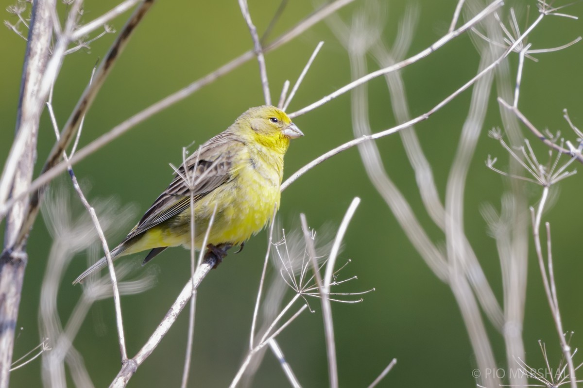 Grassland Yellow-Finch - ML625683713
