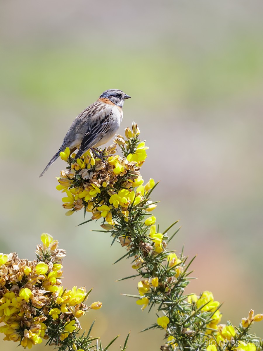 Rufous-collared Sparrow - ML625683768