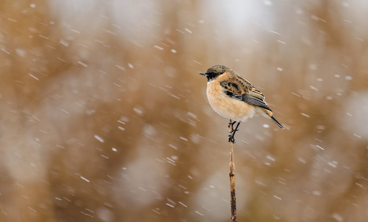 Сибирийн шулганаа - ML625683929