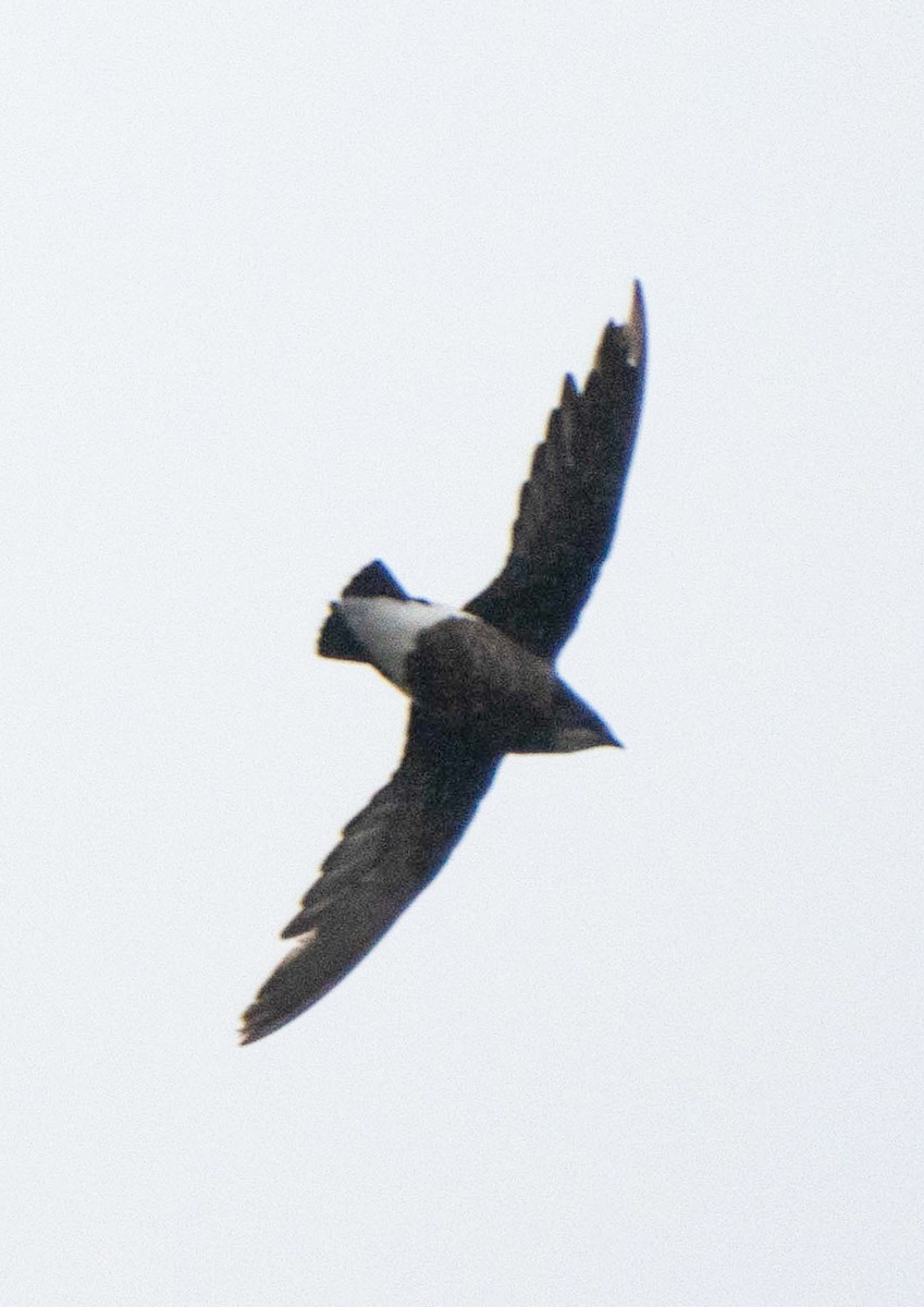 Silver-backed Needletail - ML625684054