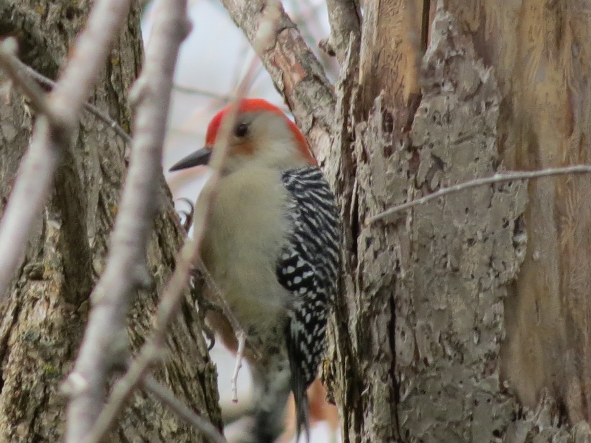 Red-bellied Woodpecker - ML625684430