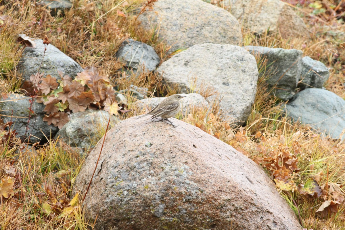 Meadow Pipit - ML625684537