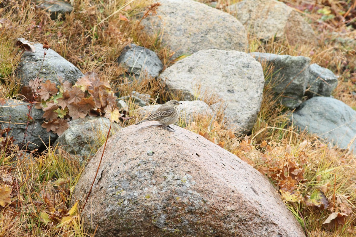 Meadow Pipit - ML625684539