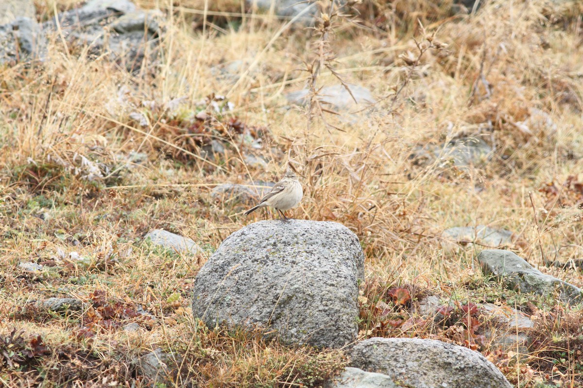 Water Pipit - ML625684556