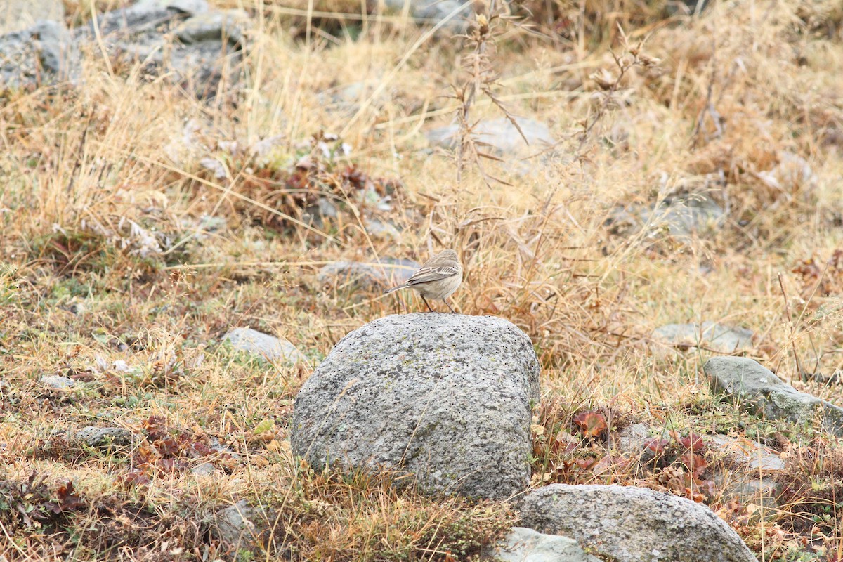 Water Pipit - ML625684564