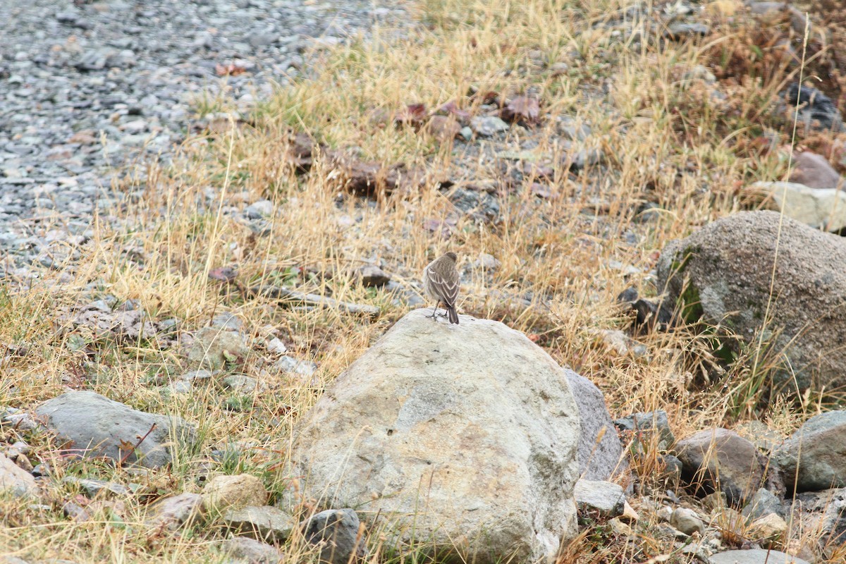 Water Pipit - ML625684571