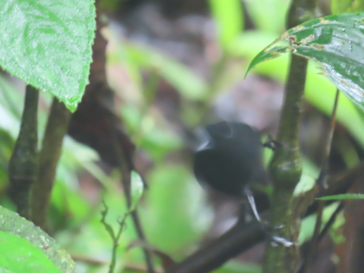 Stub-tailed Antbird - ML625684572