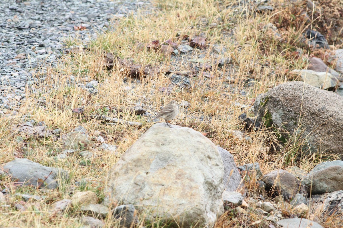 Water Pipit - ML625684573