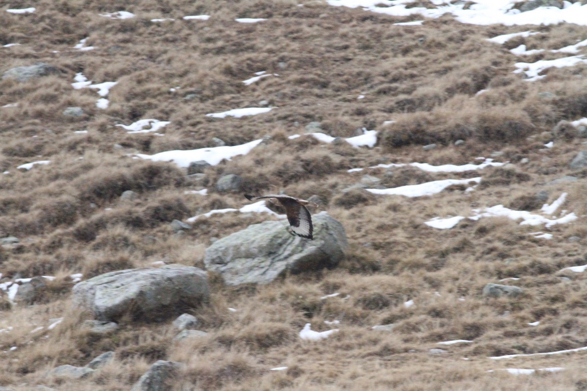 Long-legged Buzzard - ML625684618