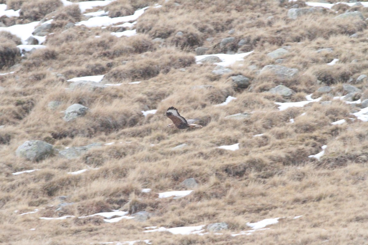 Long-legged Buzzard - ML625684626