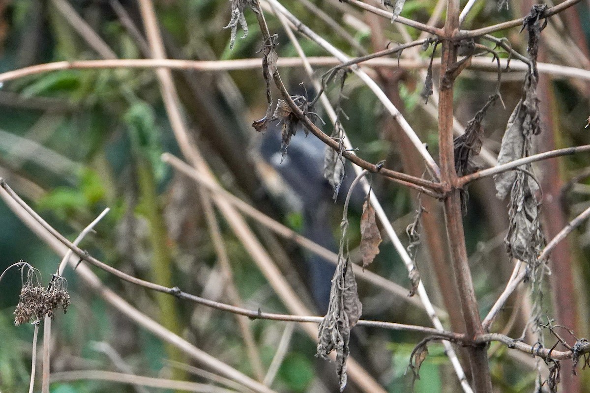 Long-tailed Shrike - ML625684693