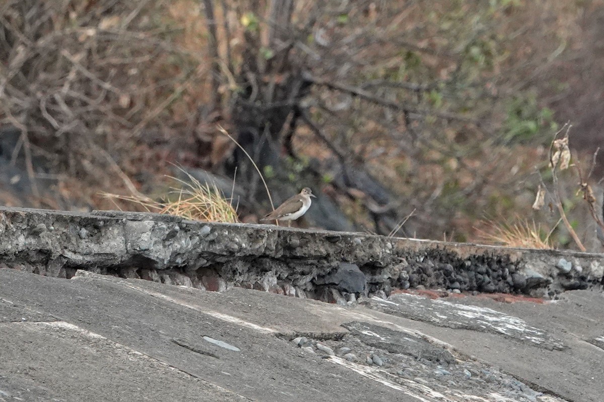 Common Sandpiper - ML625684767