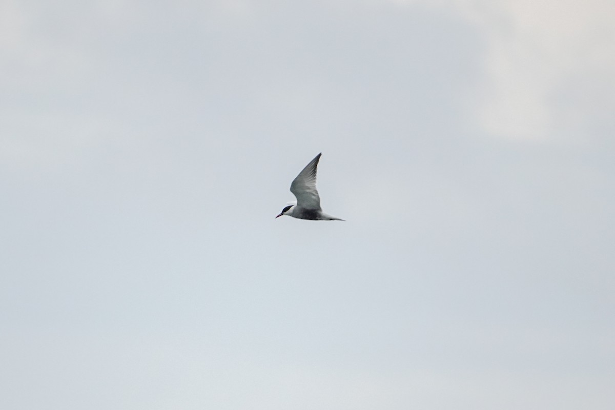 Whiskered Tern - ML625684785