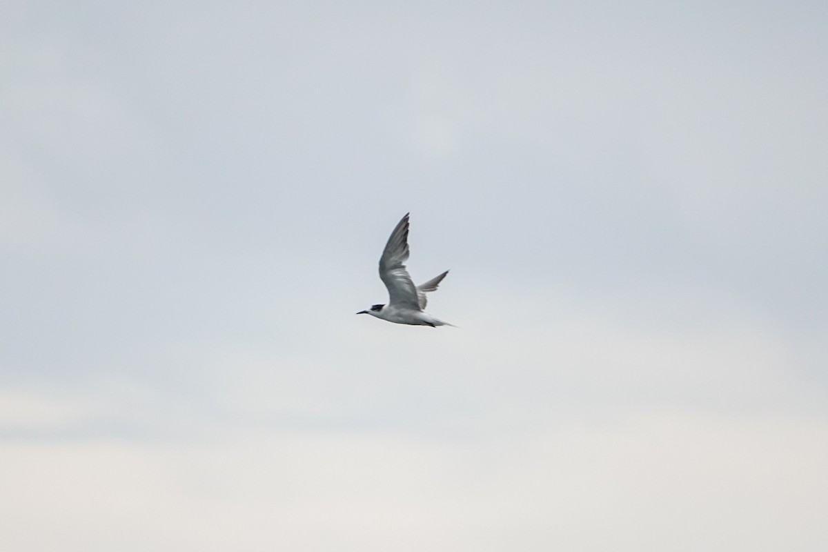 White-winged Tern - ML625684788