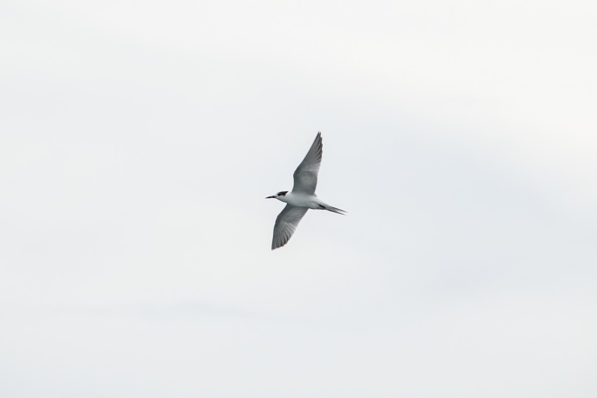 Common Tern - ML625684794