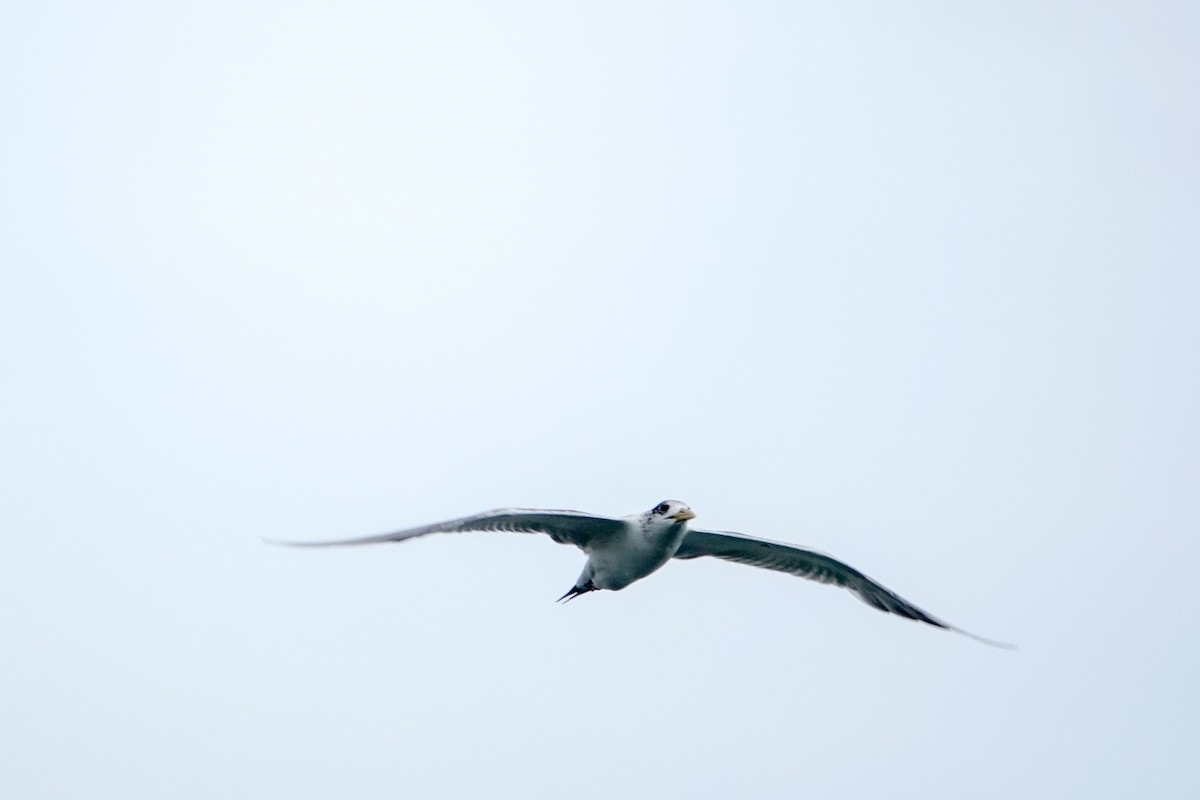 Great Crested Tern - ML625684798