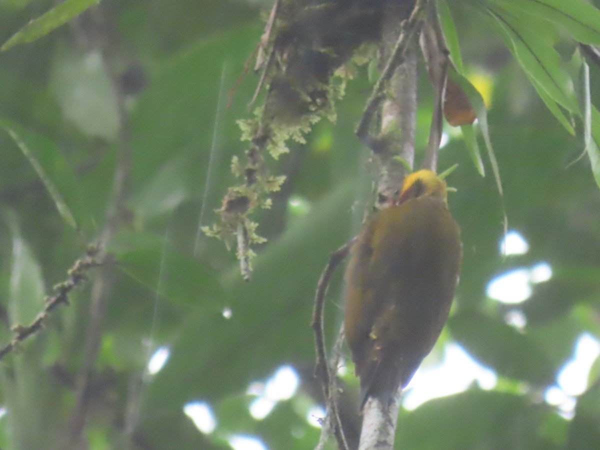 Lita Woodpecker - ML625684886