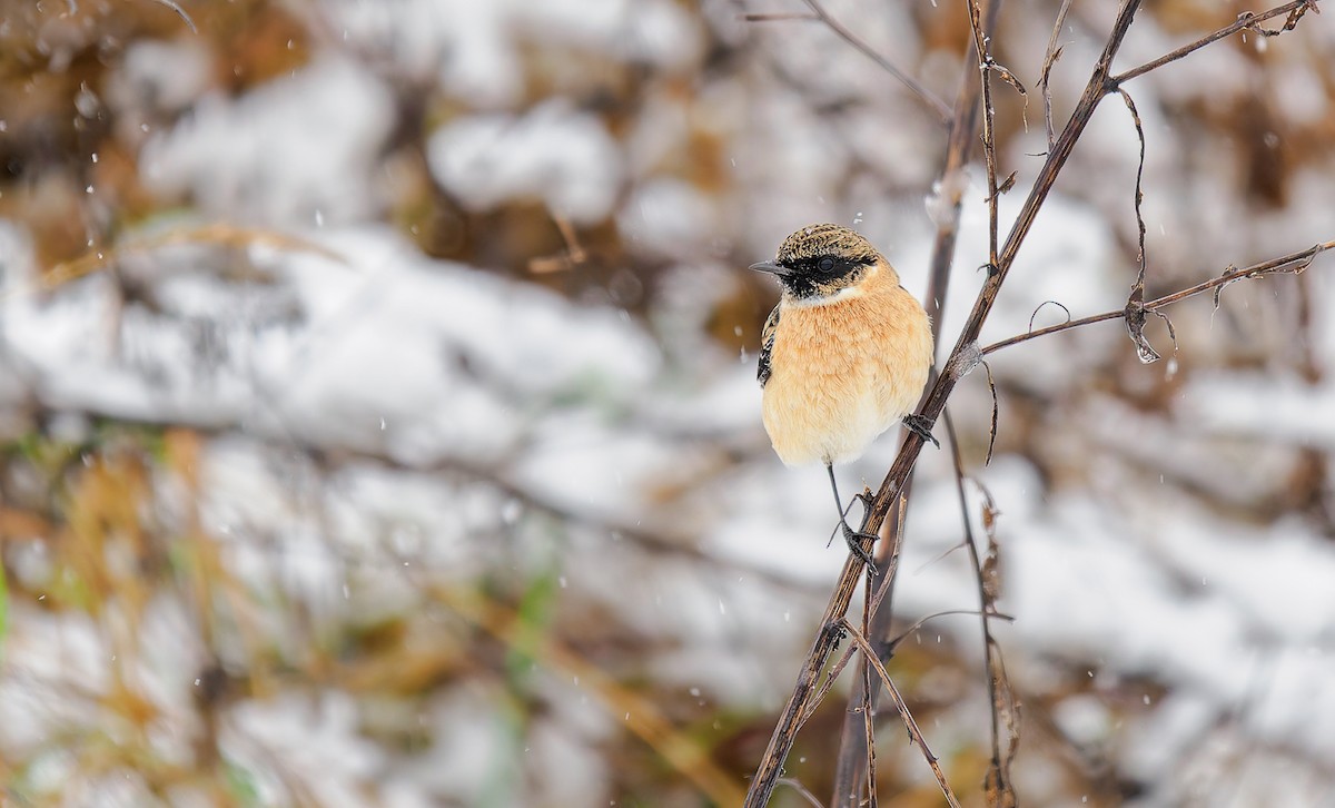 Сибирийн шулганаа - ML625685005
