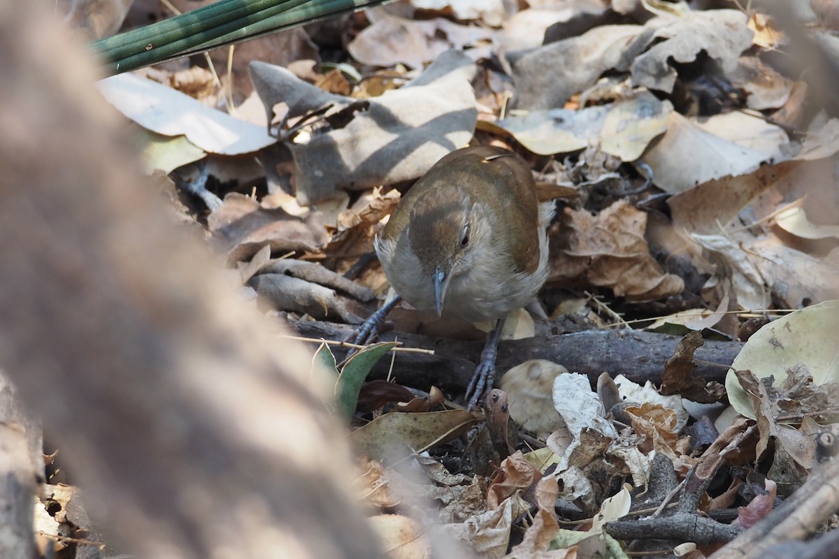 Terrestrial Brownbul - ML625685035