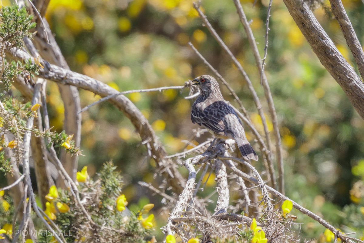 Rufous-tailed Plantcutter - ML625685268