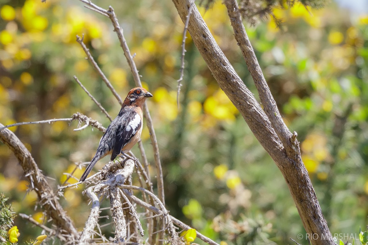 Rufous-tailed Plantcutter - ML625685269