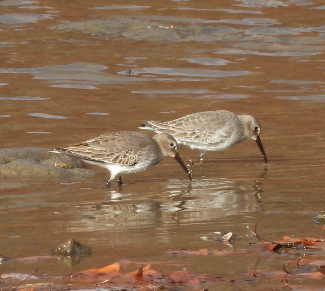 Dunlin - ML625685296