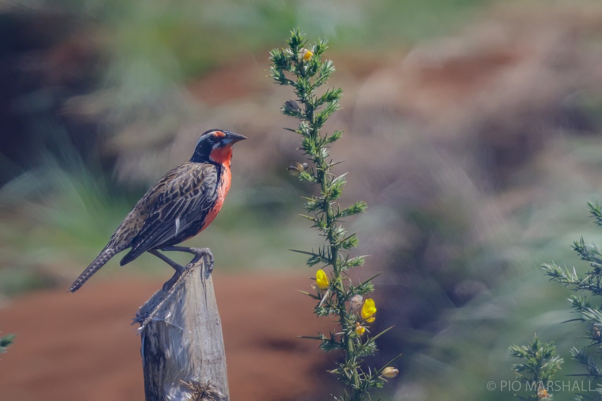 Long-tailed Meadowlark - ML625685299
