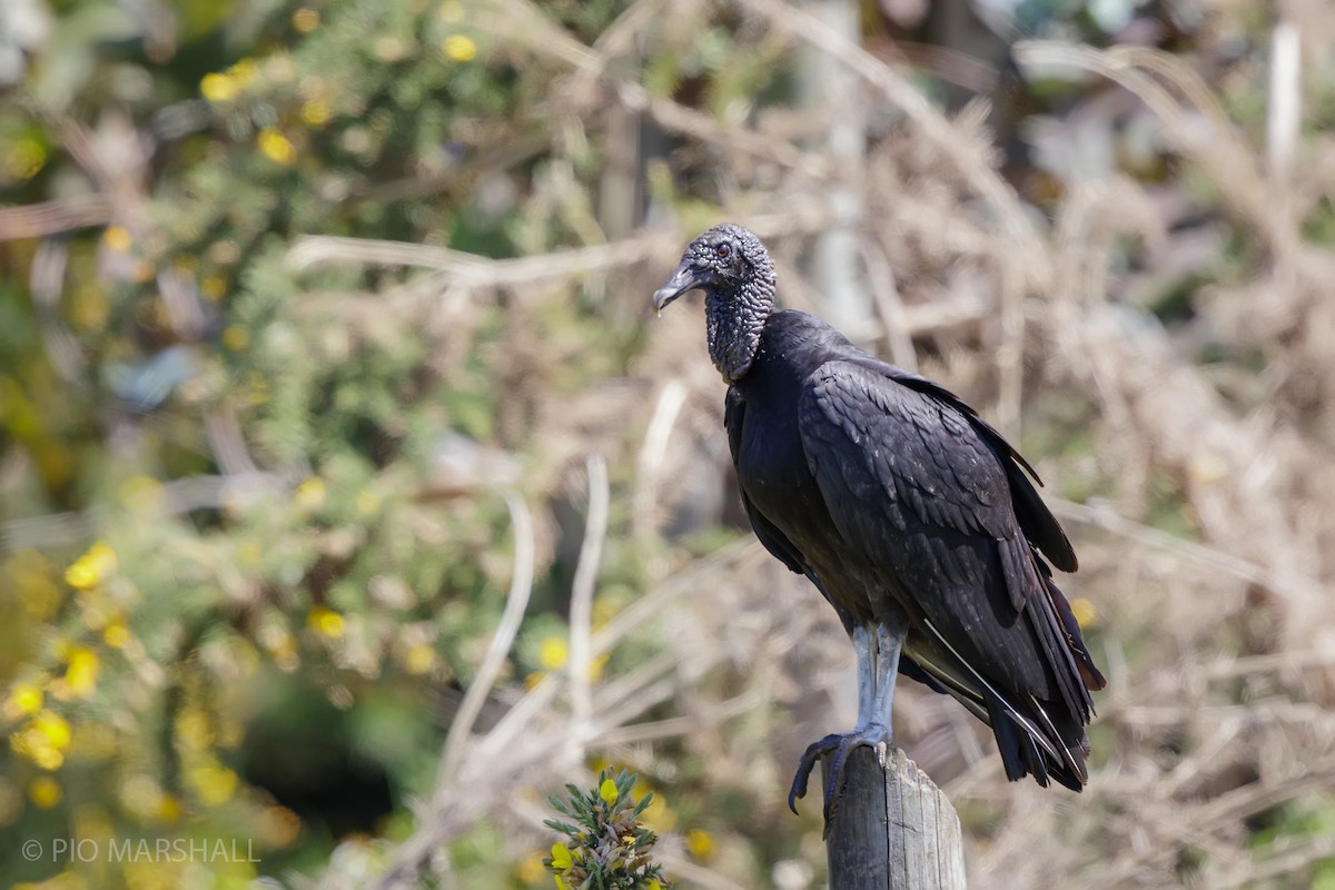 Black Vulture - ML625685305