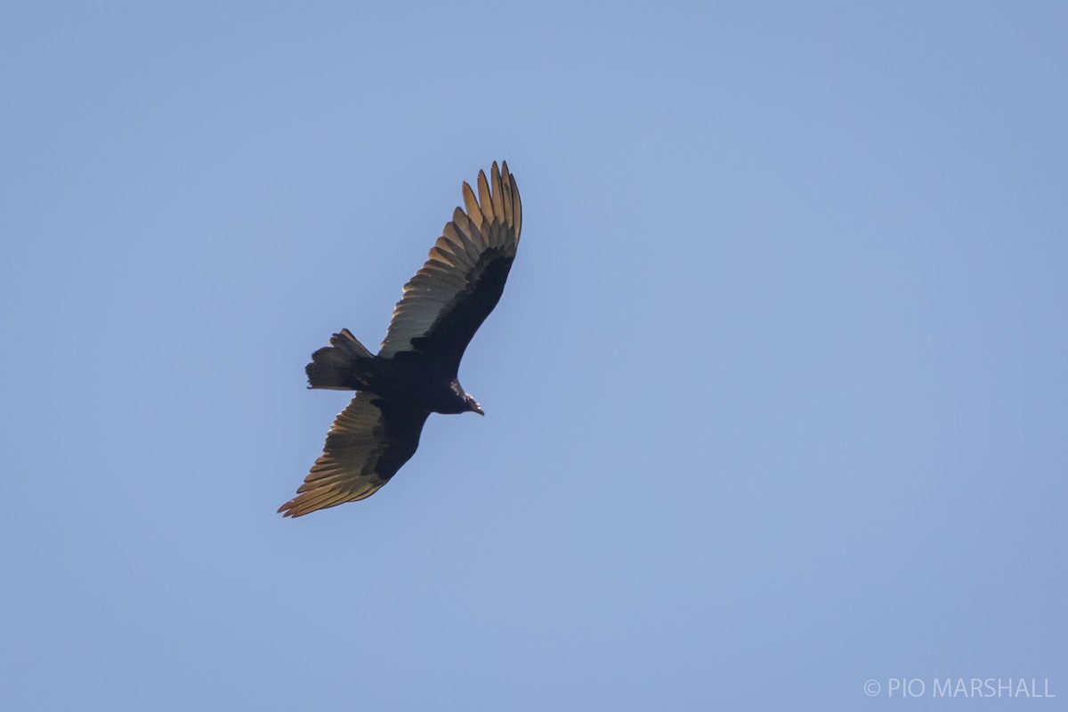 Turkey Vulture - ML625685308