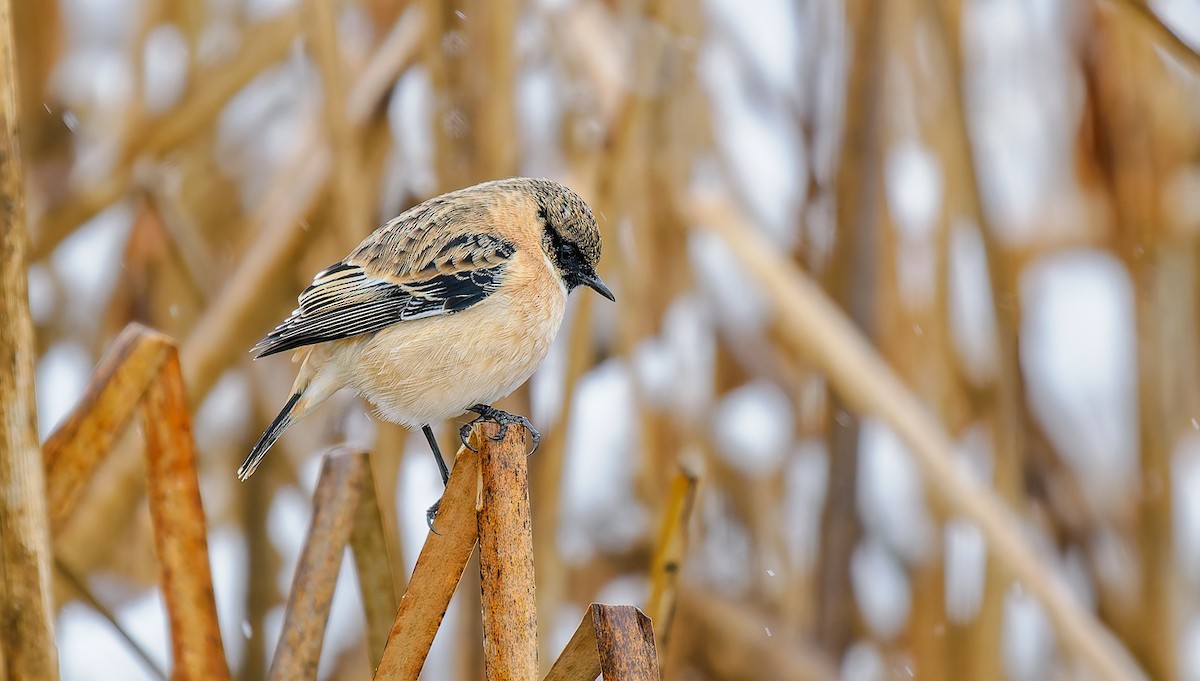 Сибирийн шулганаа - ML625685599