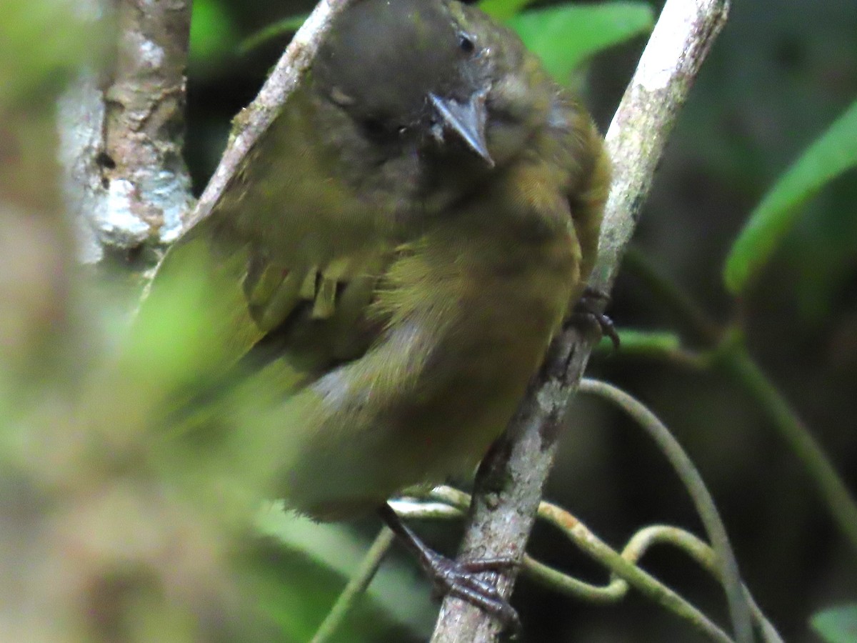 Dusky Chlorospingus - ML625685925