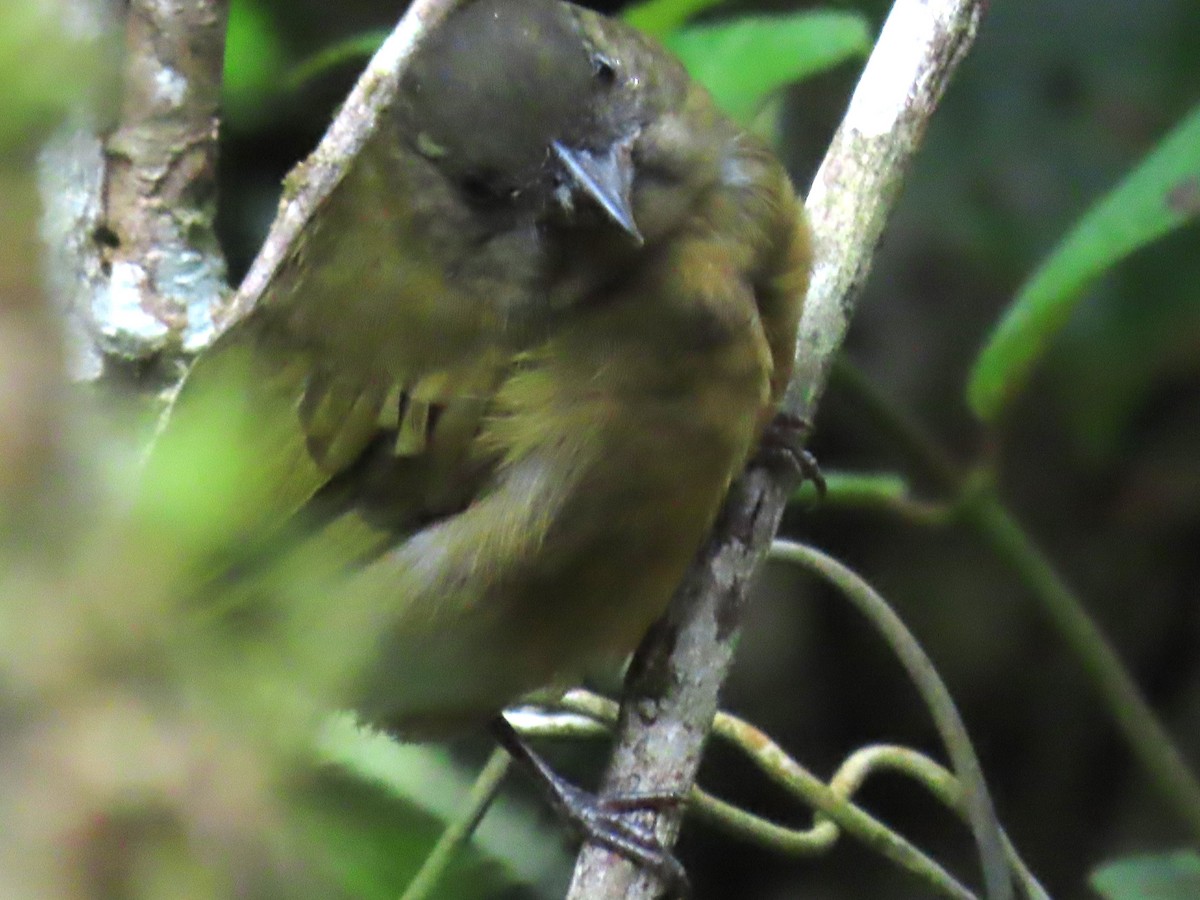 Dusky Chlorospingus - ML625685935