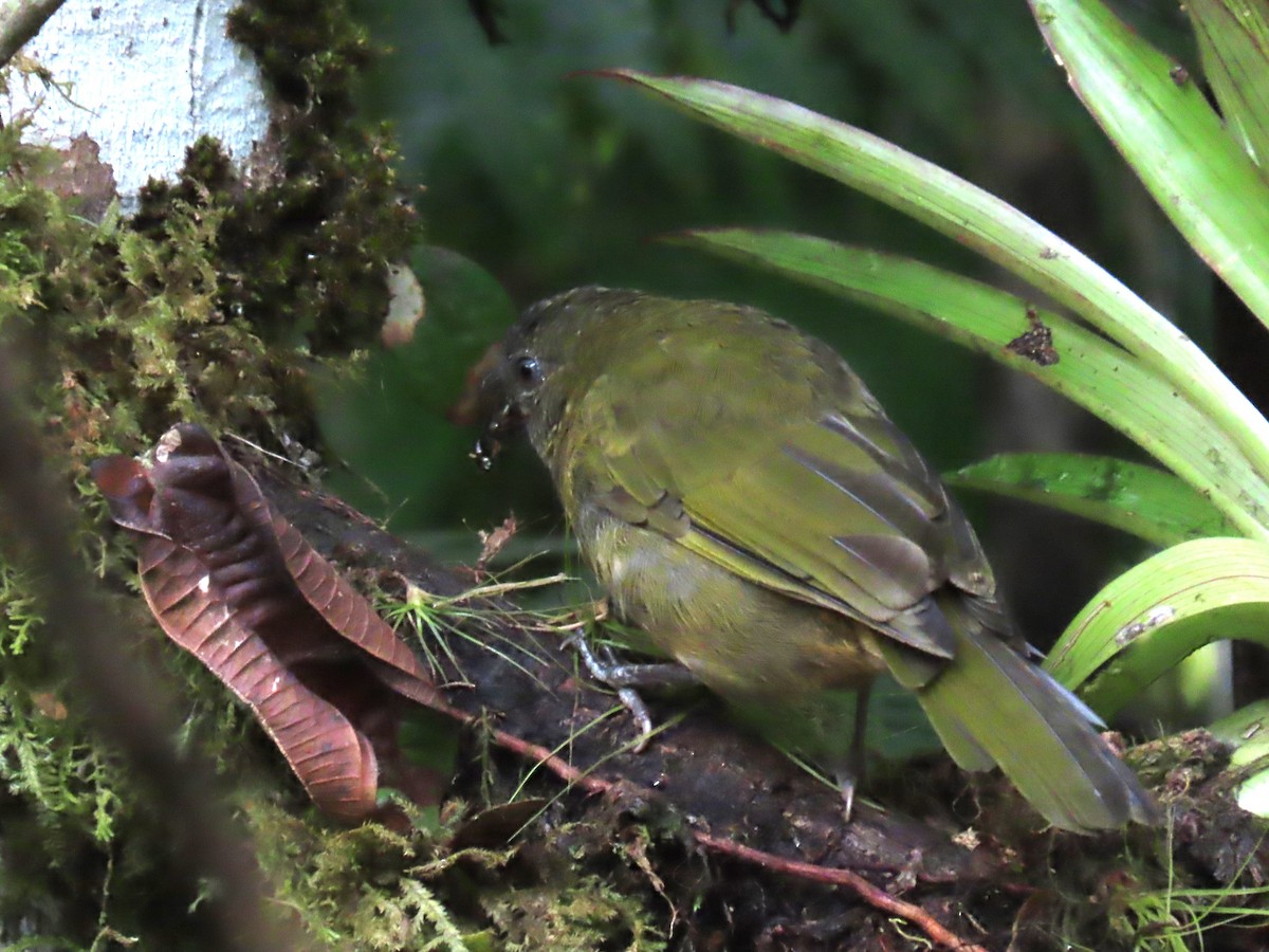 Dusky Chlorospingus - ML625685943