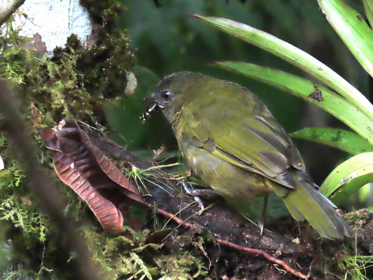 Dusky Chlorospingus - ML625685950