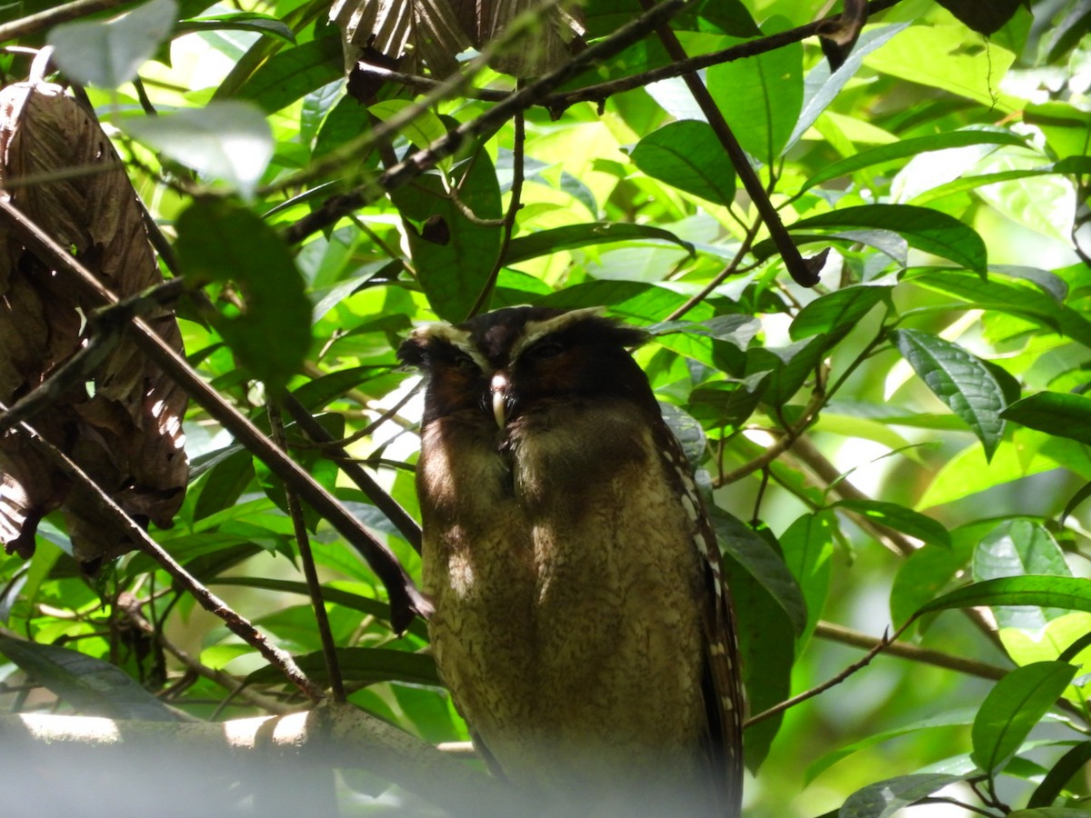 Crested Owl - ML625686020