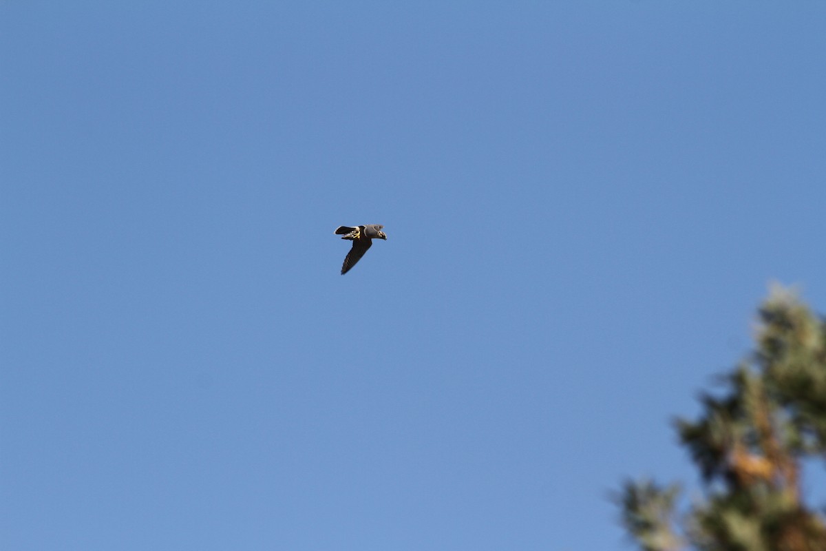 Peregrine Falcon - John Kvarnback