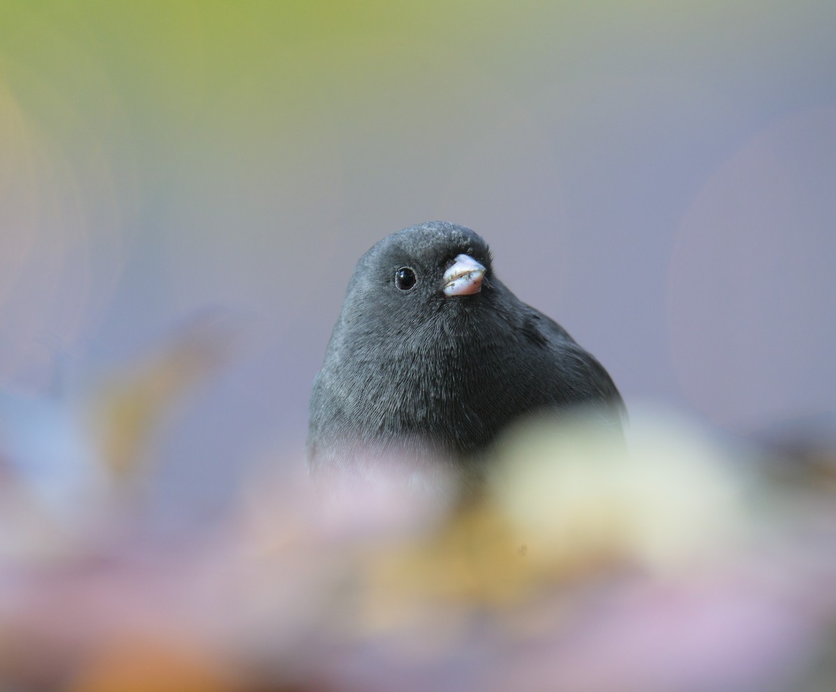 Dark-eyed Junco - ML625686132