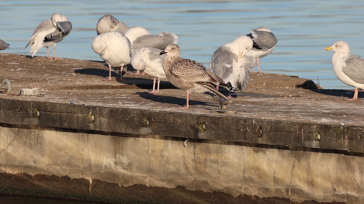 American Herring Gull - ML625686198