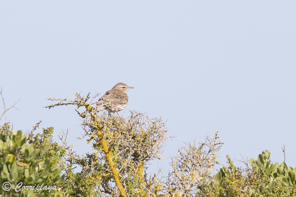 Karoo Lark - ML625686431