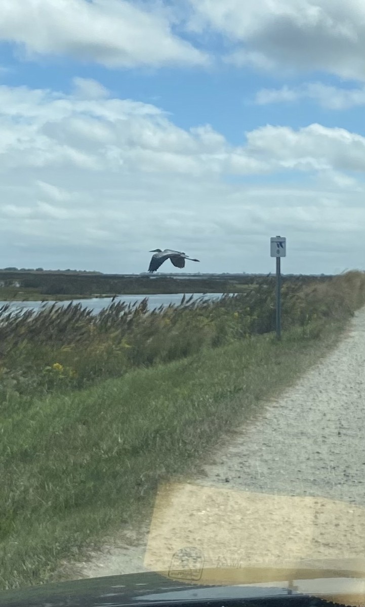 Great Blue Heron - ML625686451