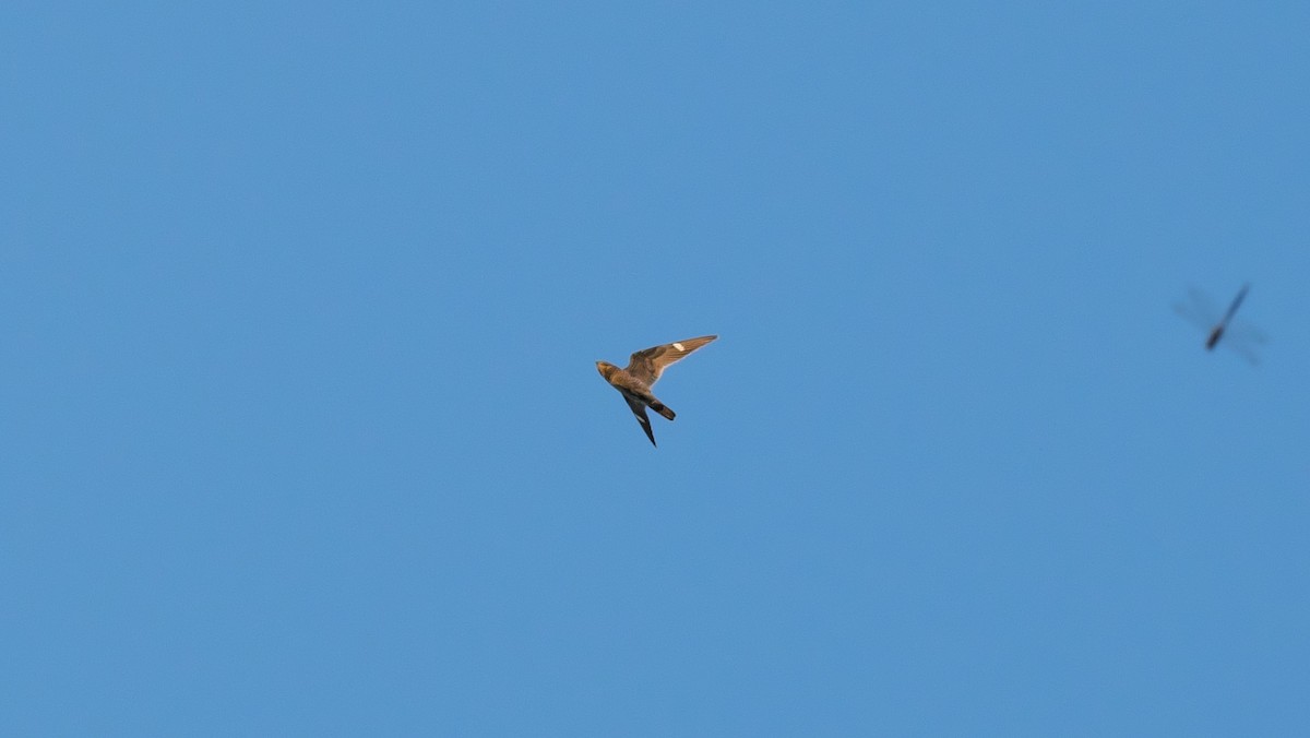 Common Nighthawk - ML625686552