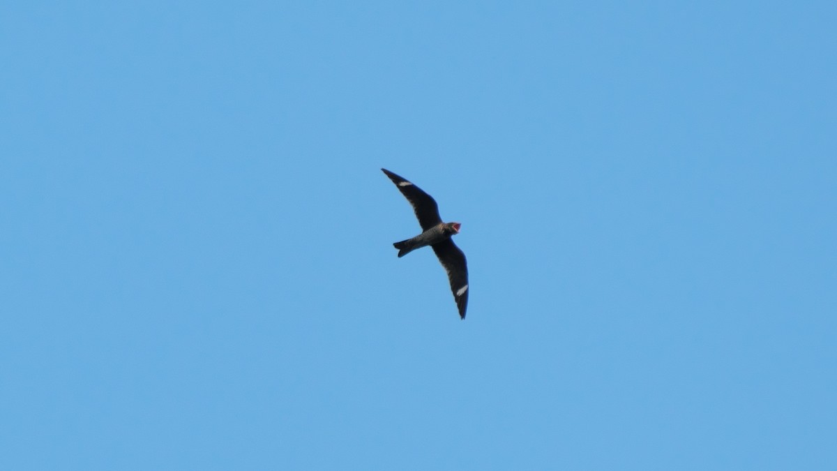 Common Nighthawk - ML625686553