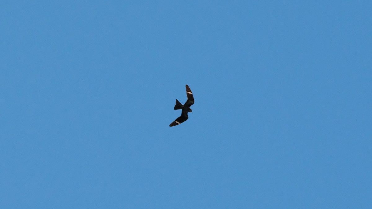 Common Nighthawk - ML625686554